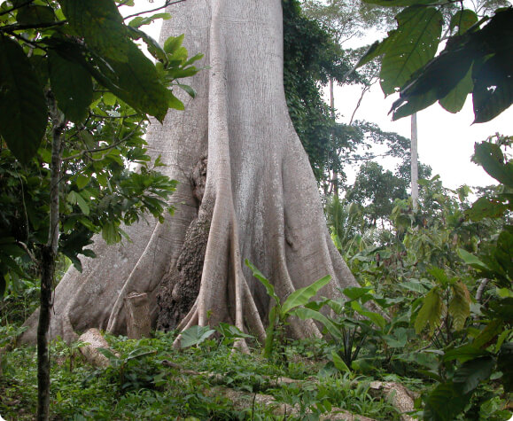 image of tree trunk in Africa