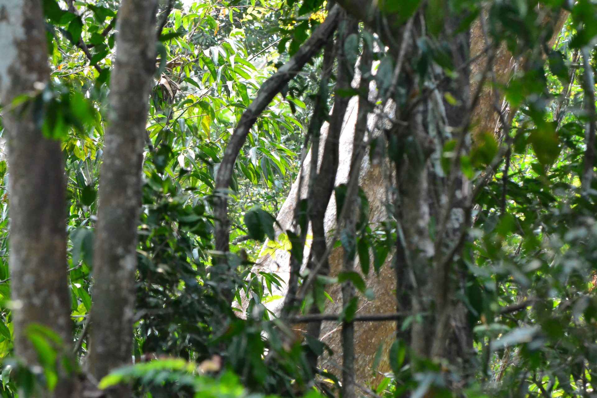 image of forest vines and tree trunks