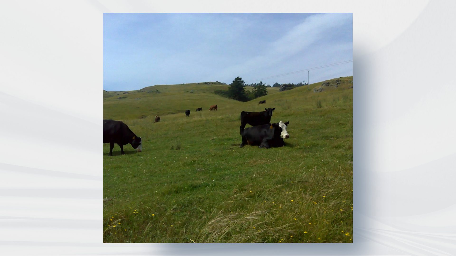 Terra Gains Approval of New GHG Offset Protocol for Rangelands