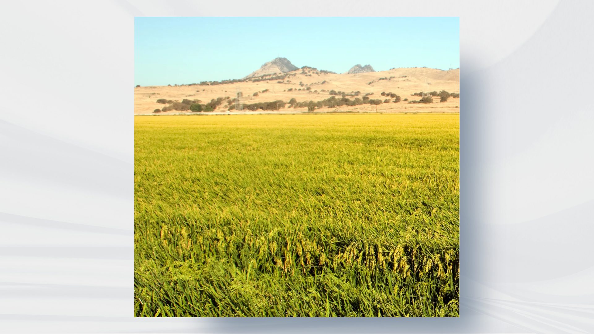 Terra Global Recognized as an Innovator at ACR Annual Gala