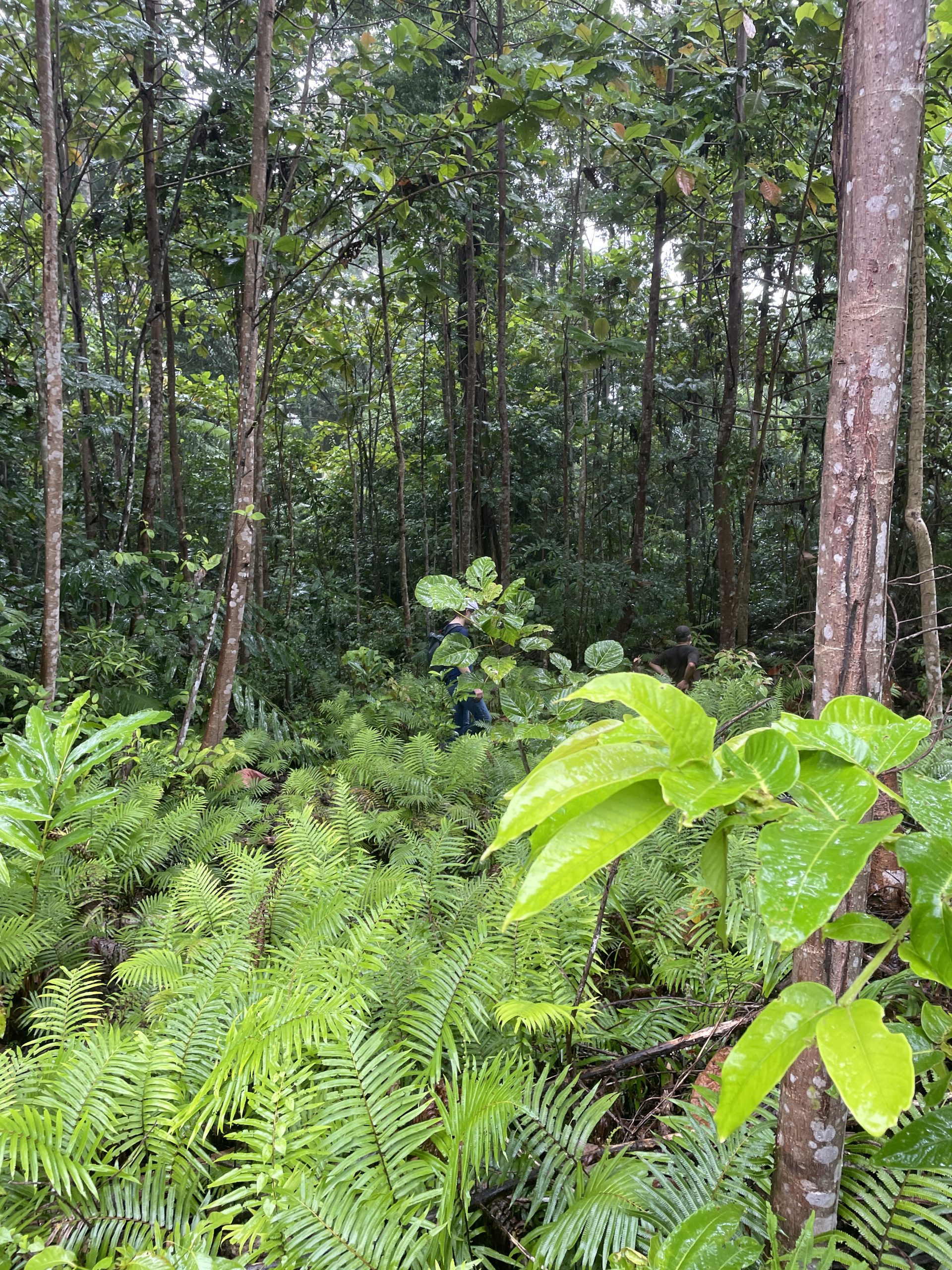 Indonesia West Papua 2