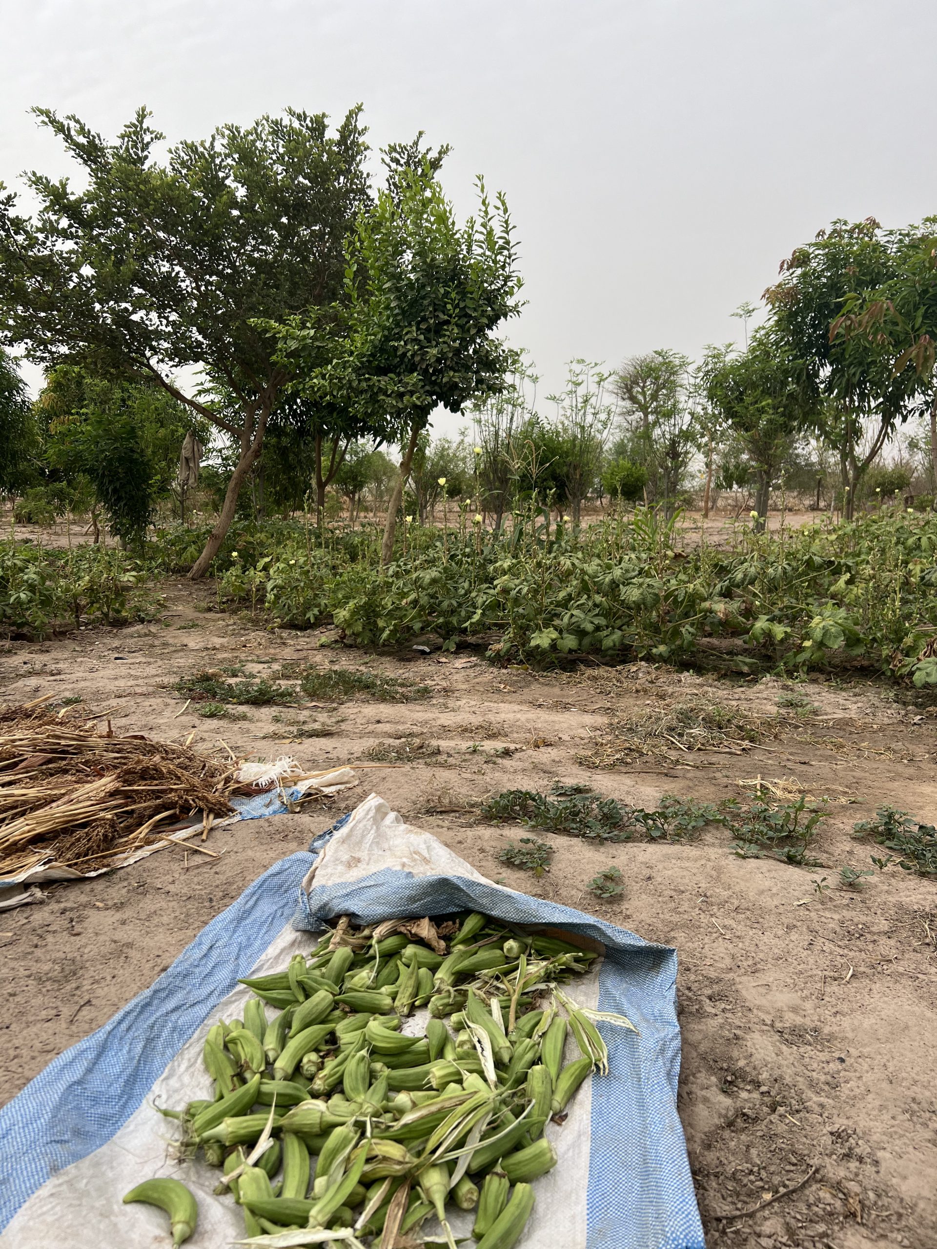 Mother Trees Senegal 3