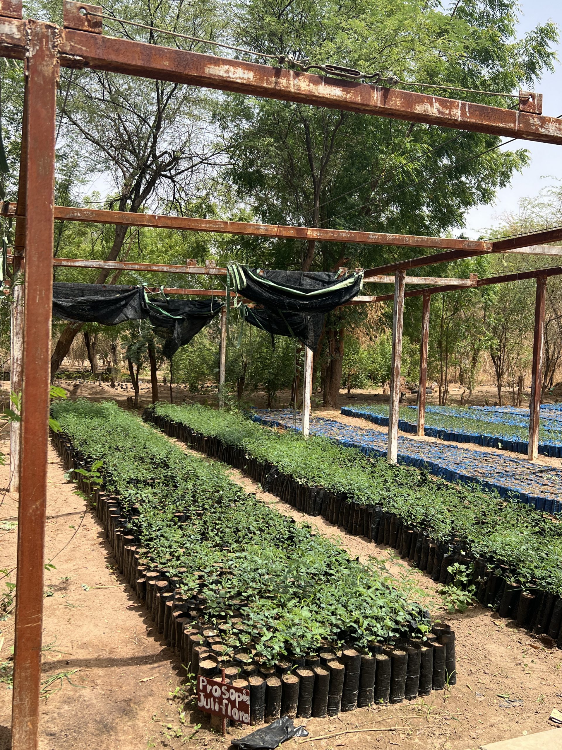 Mother Trees Senegal 5