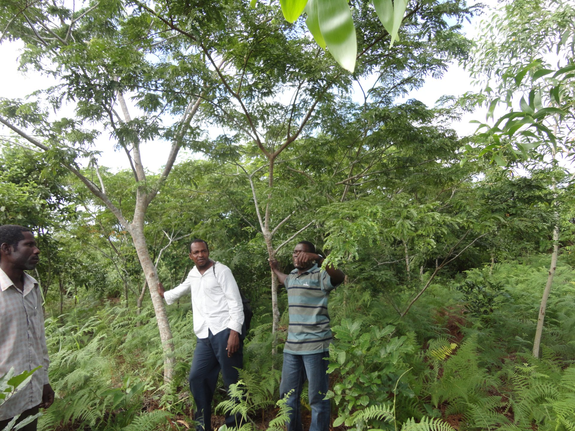 ENRICHMENT PLANTED TREES