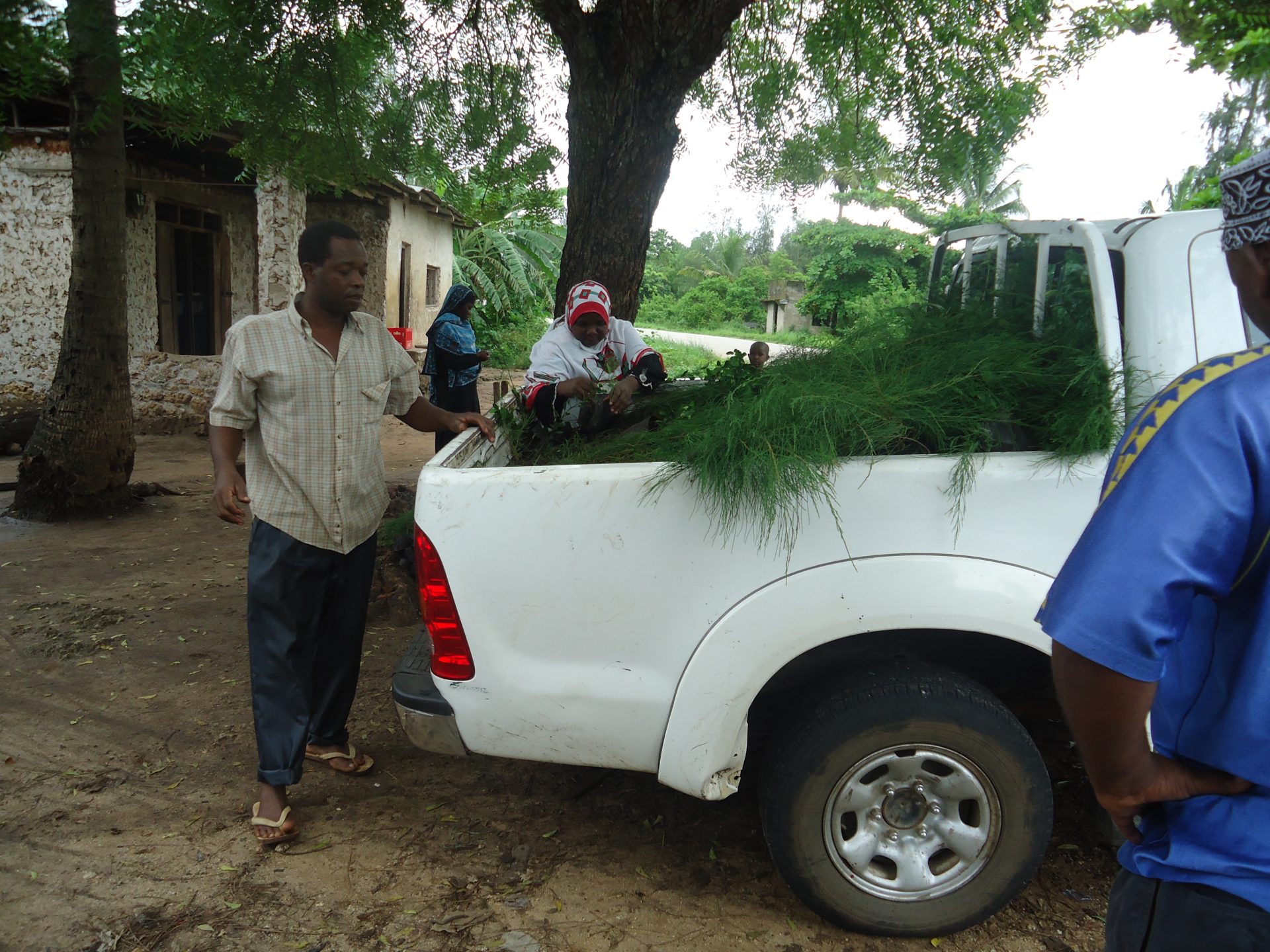 JECA TRANSPORTING SEEDL;IONGS