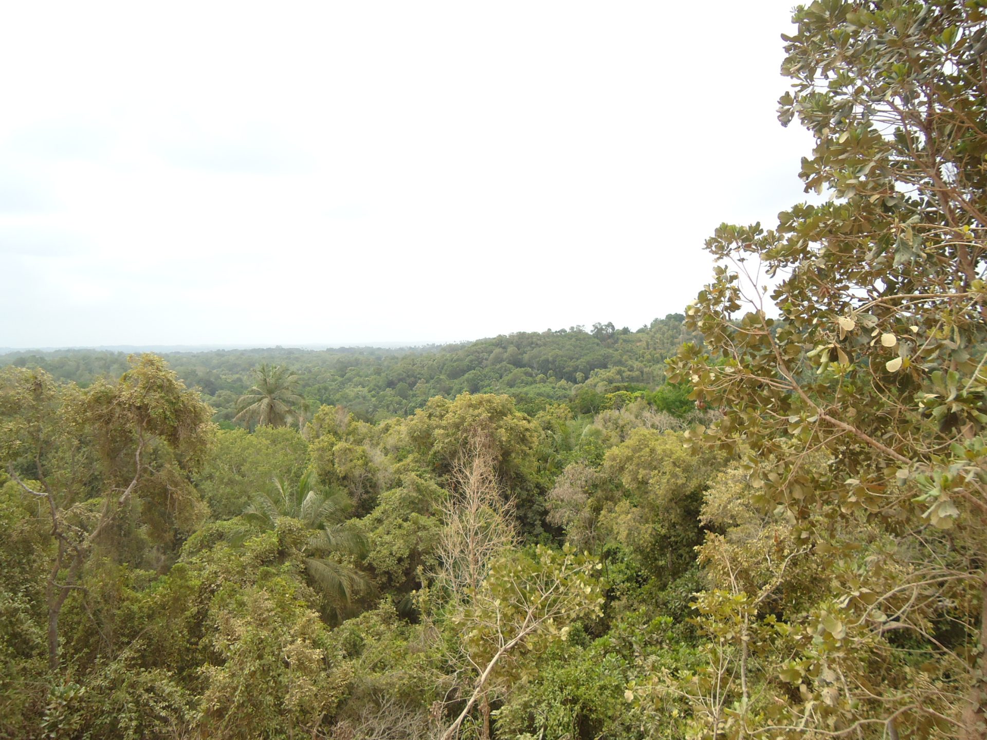 OVERVIEW OF COMMUNITY FOREST PEMBA