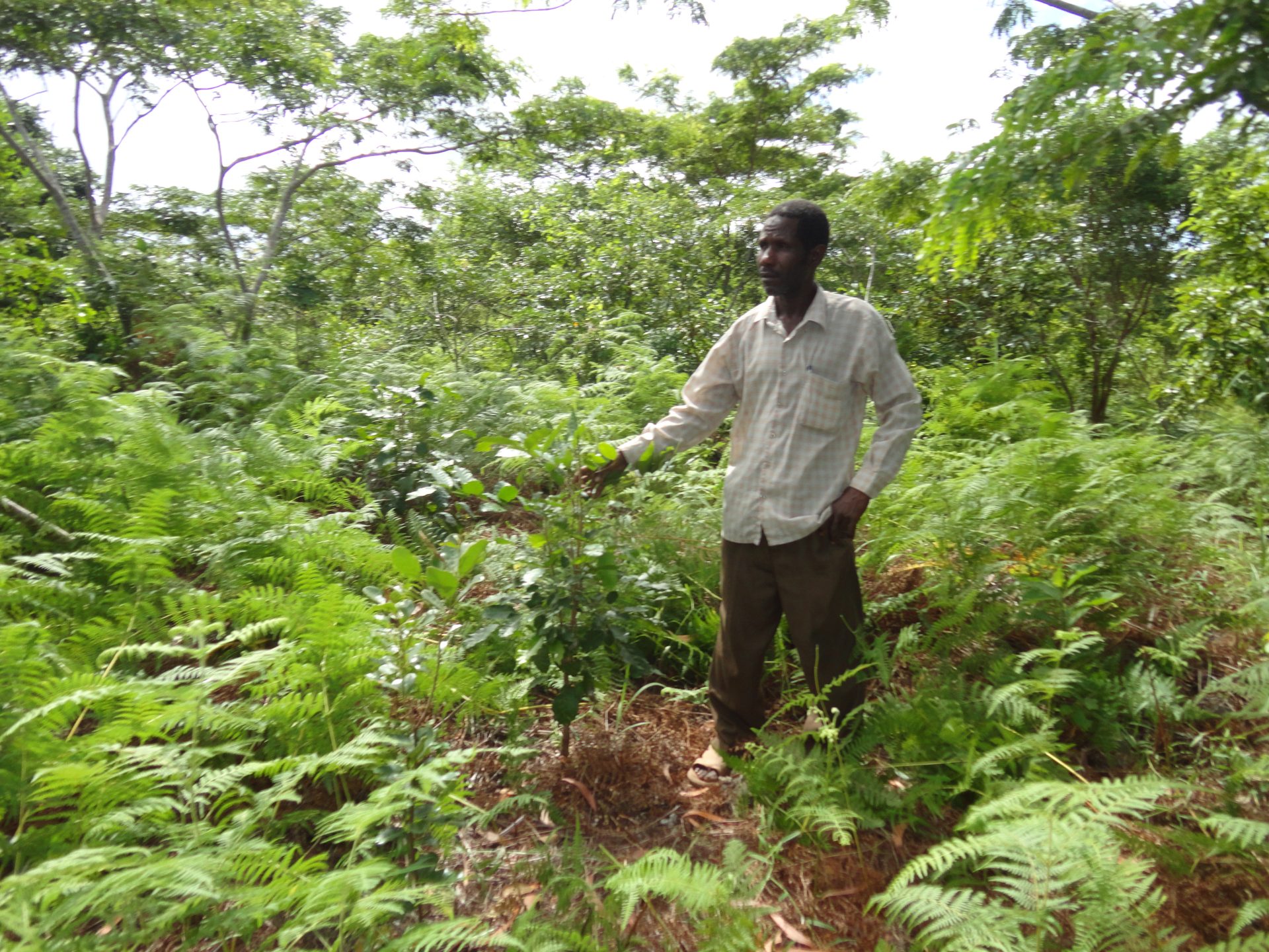RESTORATED FOREST FROM FIRE