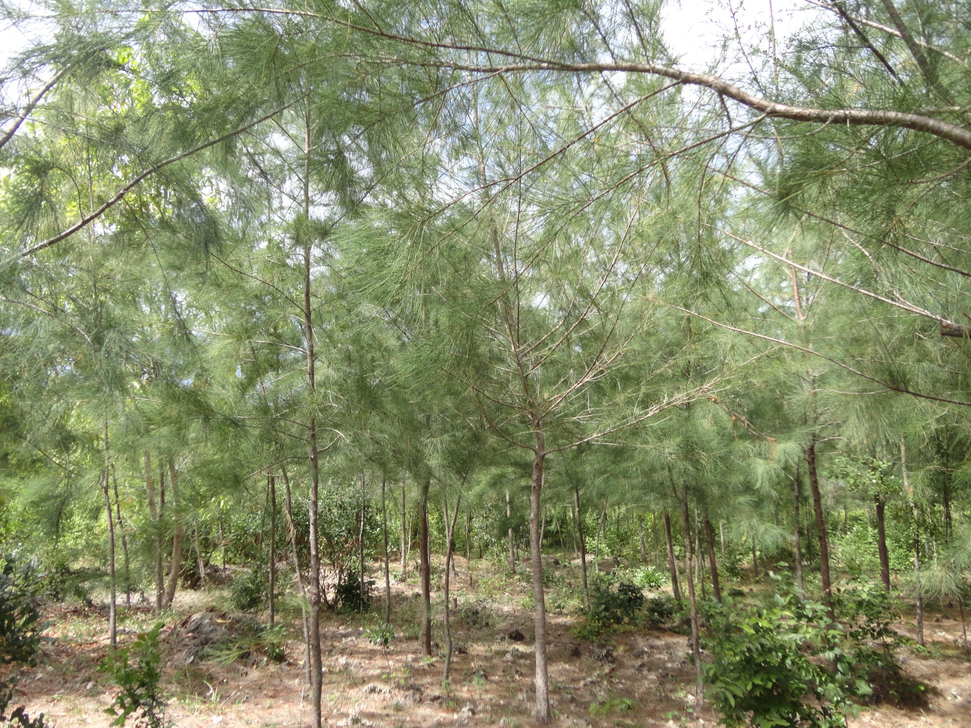 YOUNG WOODLOT KIZIMKAZI